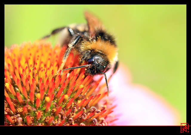 L'abeille et les grains de pollen