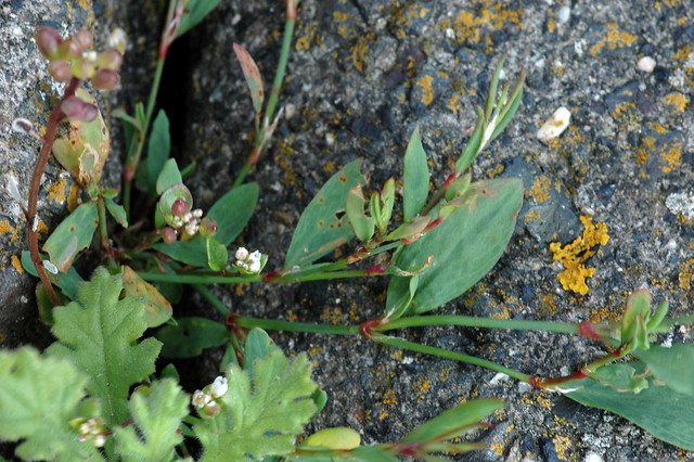 Polygonum aviculare (Common Knotgrass / Gewoon varkensgras)