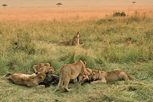 holiday kenya great safari mara lions migration kenia masai masaimara löwen greatmigration flickr9520018087