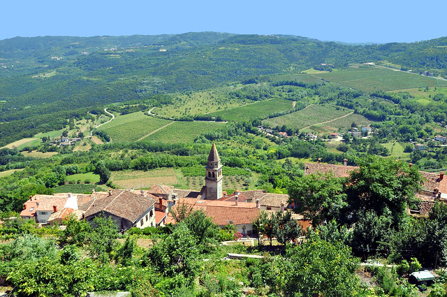 The countryside around the town of Motovun, Croatia. (Picture of Motovun town in the comment box)
