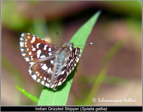 butterflies insects hesperiidae insectindia butterfliesofindia butterfliesofandhrpradesh lepidopreta