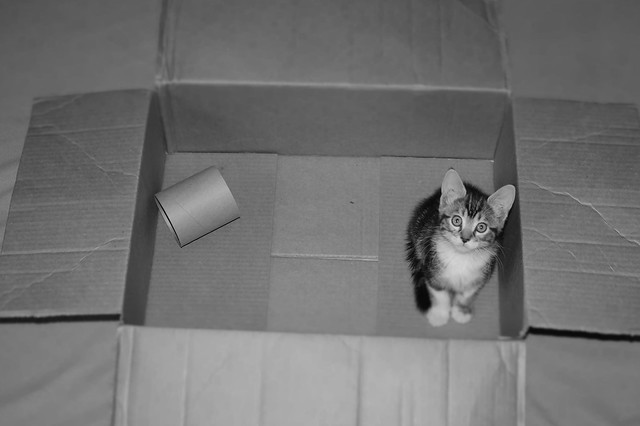 A little cat has come in a box ;)