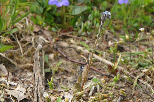 Sand-Vergissmeinnicht (Myosotis stricta) im Rühler Moor (67)
