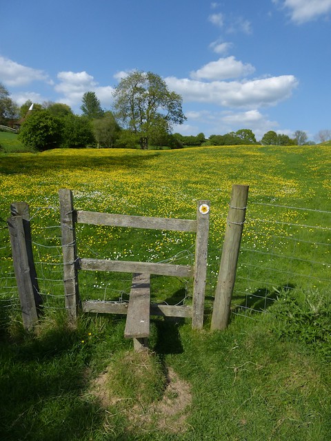 Buttercup stile near Pluckley Sutton Valence to Pluckley walk