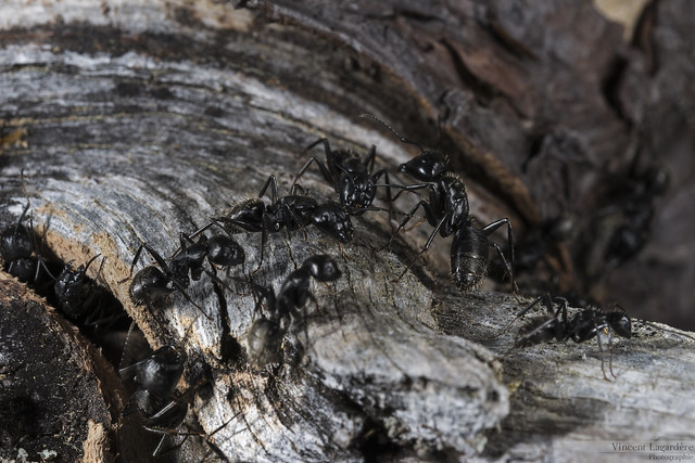Camponotus ligniperda - Fourmi charpentière