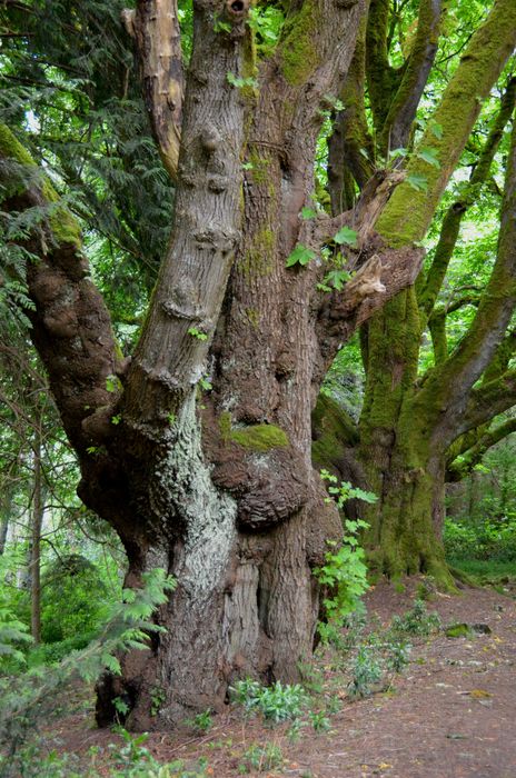 Big Trees at Royal Roads University / Hatley Castle - Colwood, Vancouver Island, British Columbia, Canada
