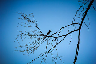 Silhouette Bird on the Branch
