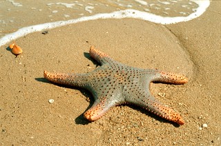 Giant Starfish | by Unbendable Girder