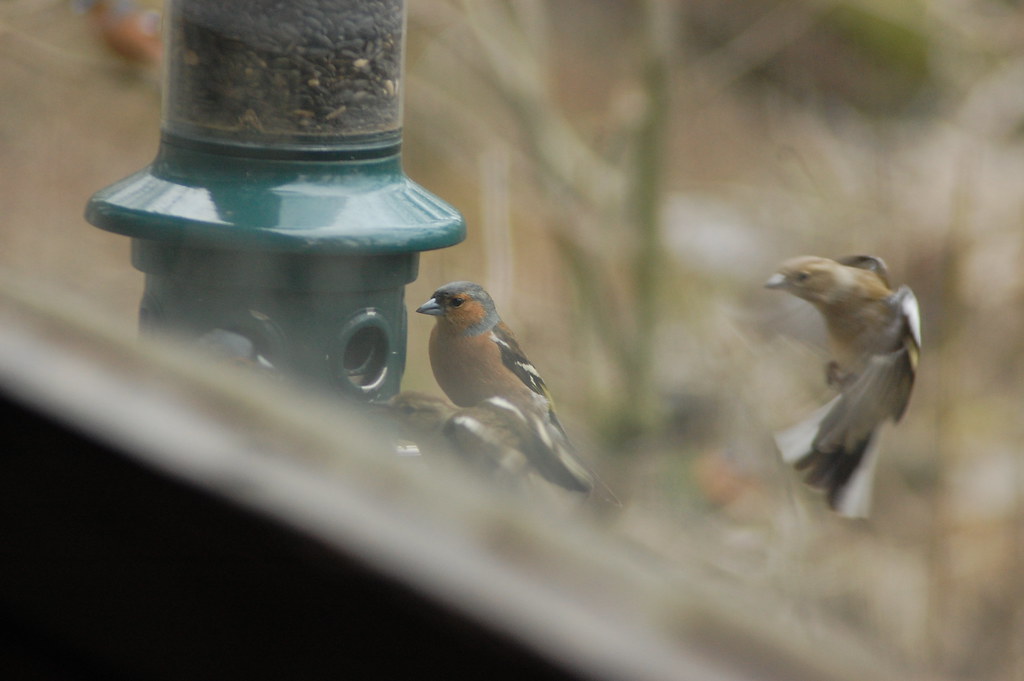 Chaffinches - 1