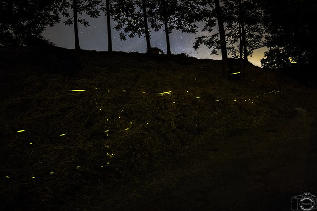 Lucciole - fireflies