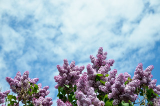 Lilacs in the sky | Green Gables Heritage Place, Cavendish, … | sk | Flickr