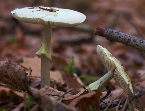 pilze champignons mushrooms amanitaphalloides deathcap grünerknollenblätterpilz amanitephalloïde orongeverte calicedelamort