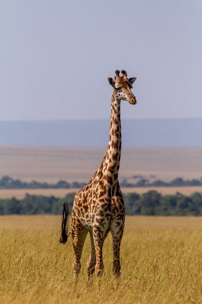 Giraffe Masai Mara | Giraffe, in Masai Mara national park, K… | Benh ...