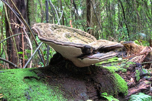 newzealand large fungi fungus waikato ganoderma maungatautari applanatum