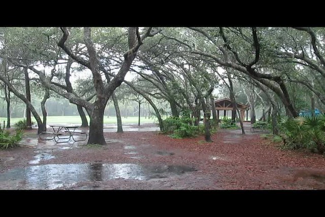 Rain Delay At Lettuce Lake Park