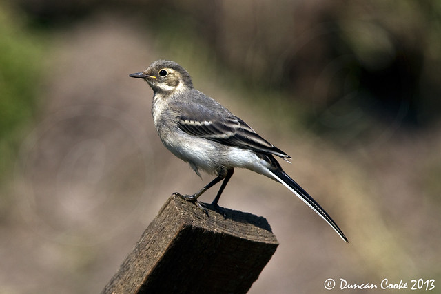 DS0D3999-Young-Wagtail