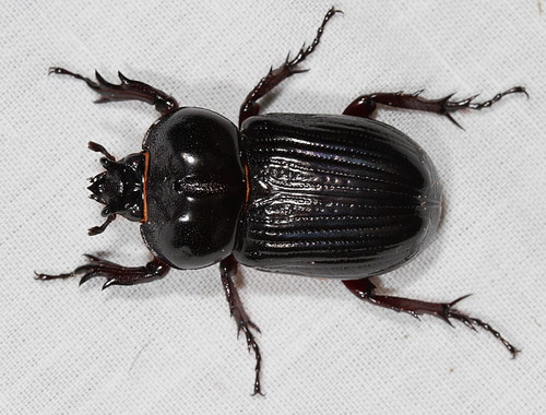 insect beetle northcarolina fieldtrip piedmont pilotmountain coleoptera scarabaeidae canonefs60mmf28macrousm dynastinae phileurus phileurustruncatus triceratopsbeetle pilotmtn20130826