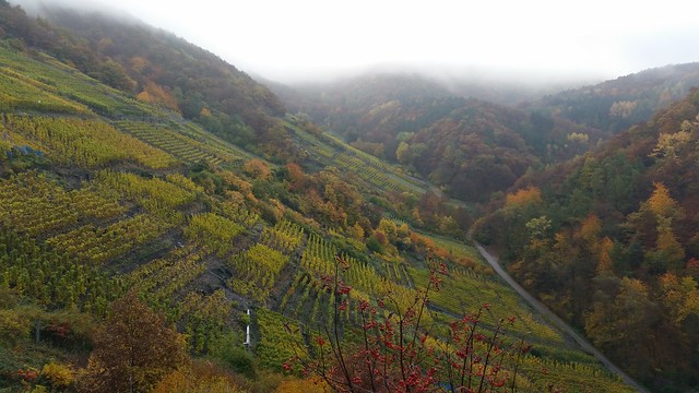 Autumnal Vineyards