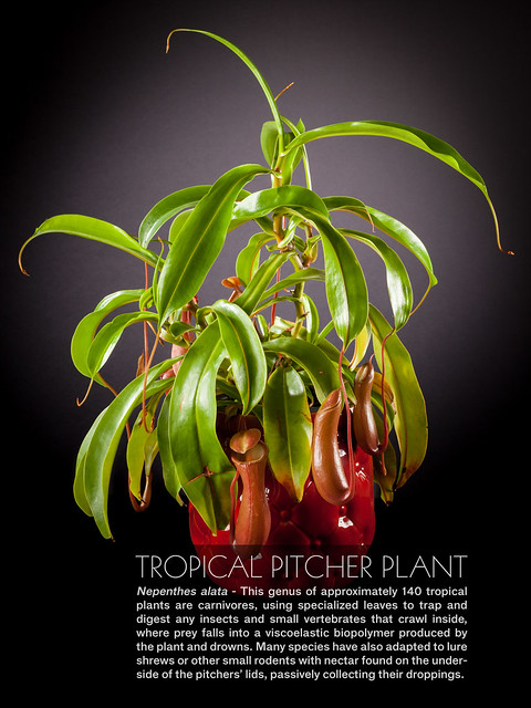 Tropical Pitcher Plant 0074