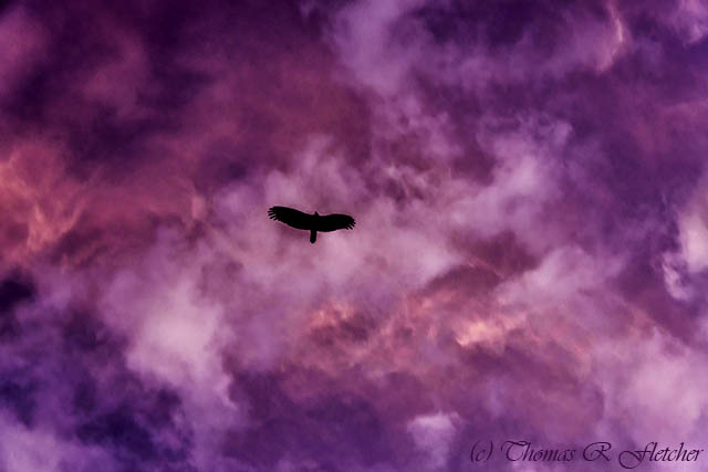 Raven Flies at Sunrise