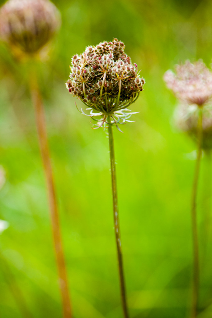 Yarrow seeds | David | Flickr