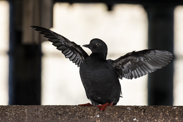 Pigeon Guillemot Stretching Under the Pier