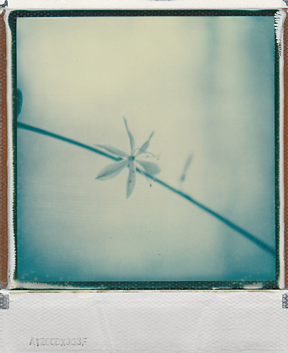 hanging on by a thread | by linda_nie