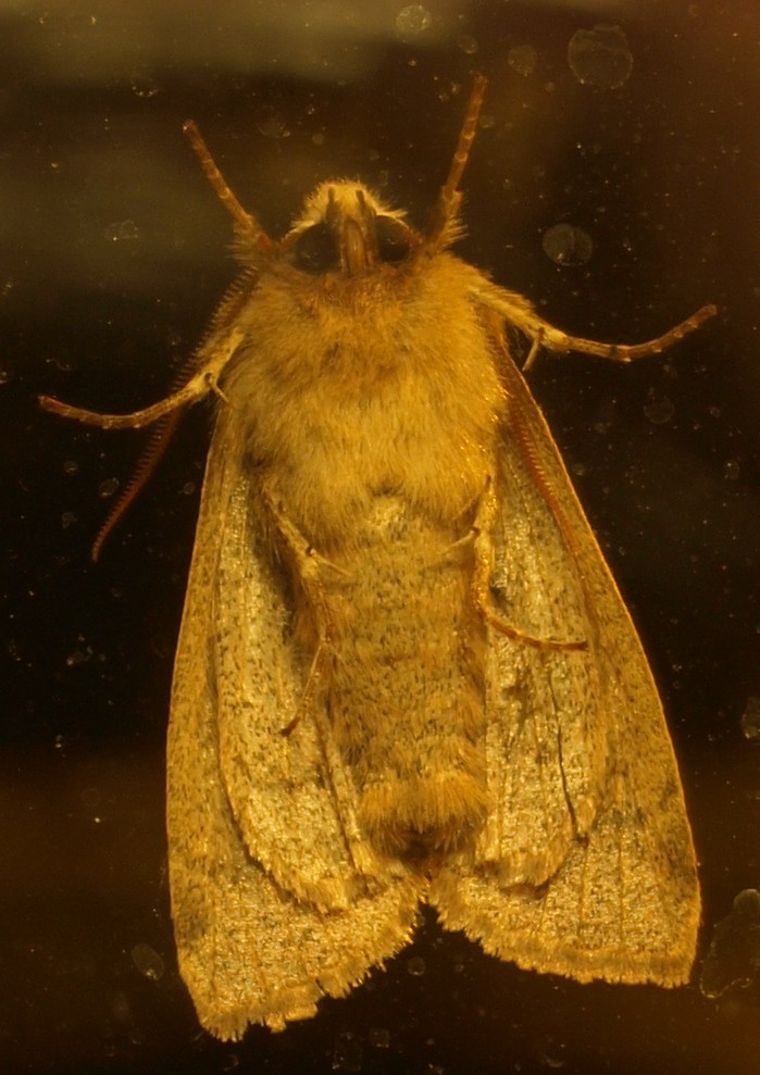 Window Moth Moth on window | A moth that I spotted on the window when we… | Flickr