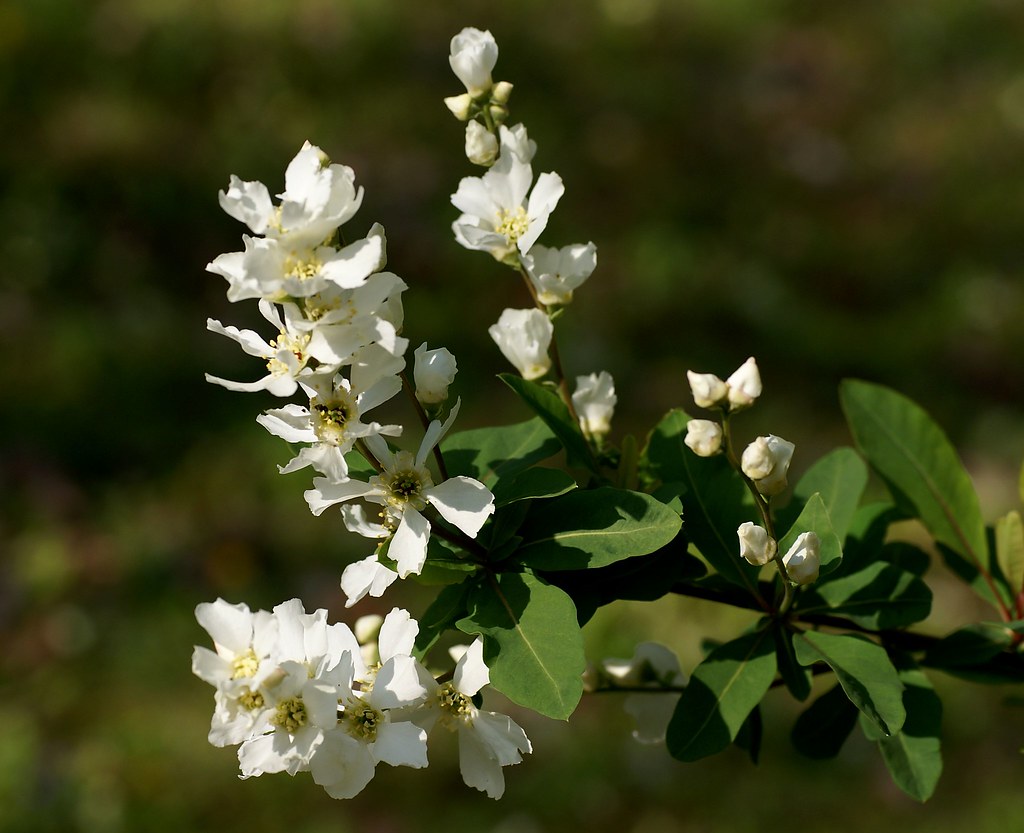 Radspiere, großblütige / pearl bush (Exochorda macrantha)