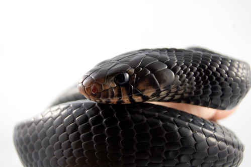 Typhen Snake Typhon | Male Eastern indigo snake. | Julian Rossi | Flickr