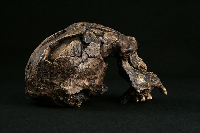 Hominid_Skull-Homo_Erectus-Sangiran_17_028.jpg