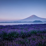 Fuji & Lavender Blossoms