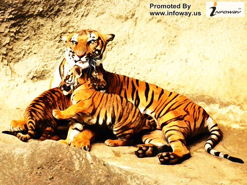 wallpapers Animals tiger Coolwallpapers Royal Bengal tiger and cubs | by Infoway LLC - Website Development Company