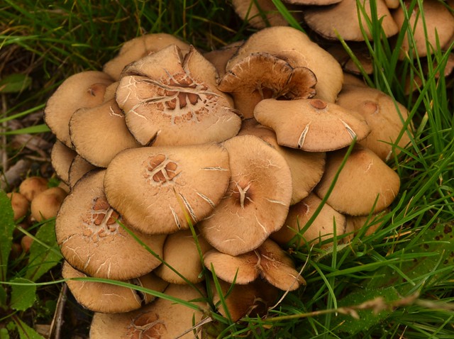 Cracked mushrooms