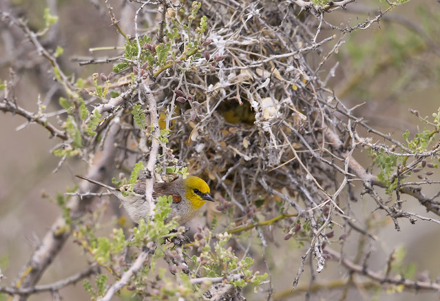 Verdin nest building
