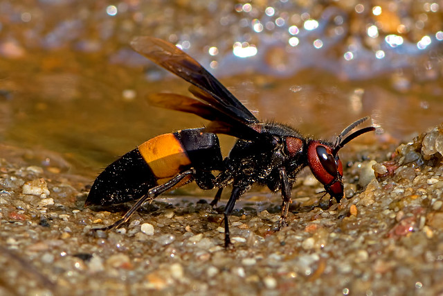 Vespa tropica - the Greater Banded Hornet