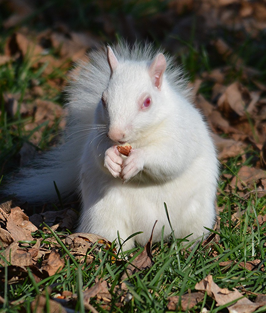 The Albino Squirrel Found A Peanut Below The Feeder (Explore)