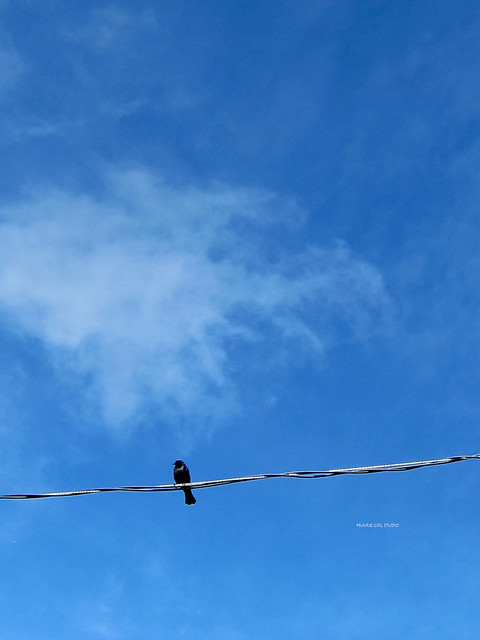 black bird . blue sky