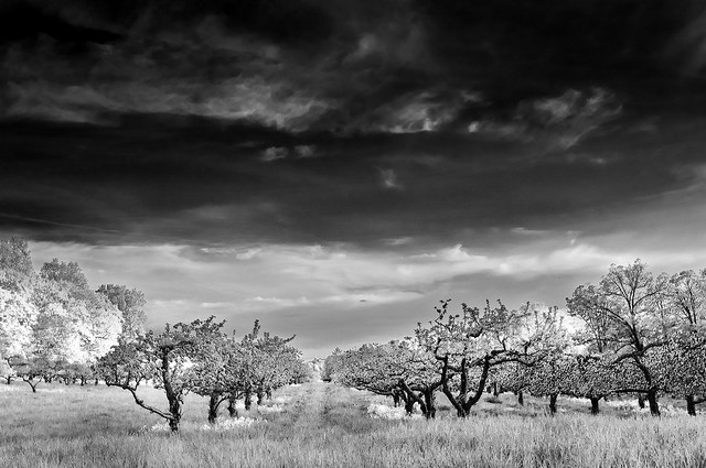 Rhinebeck Orchard IR Mono 2