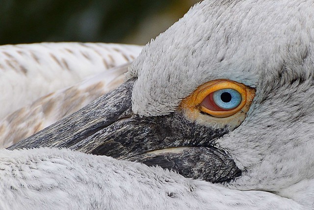 Pelikan Close-up