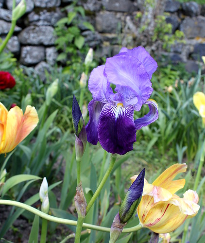 Floraisons de nos Iris barbus 2013 - Page 7 8982526727_fd1e7d85c2