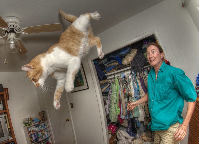 Bubby the Wonder Cat loses his grip on terra firma