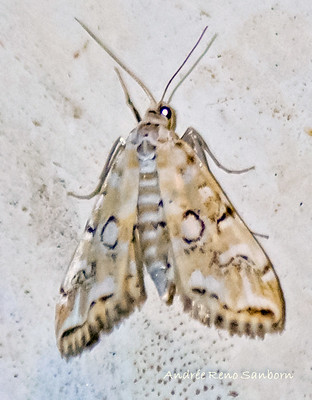 Pondside Pyralid Moth - Hodges#4748 (Elophila icciusalis)
