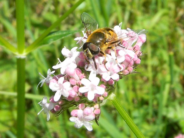 Hoverfly on Wild Valerian flower