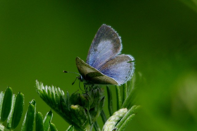 IMGP7645 Holly Blue, Rye Meads, June 2015