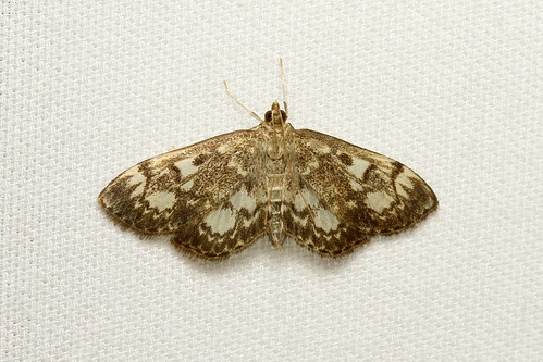 Anania coronata (Crowned Phlyctaenia Moth) Hodges # 4953 - WA, USA | by Nick Dean1