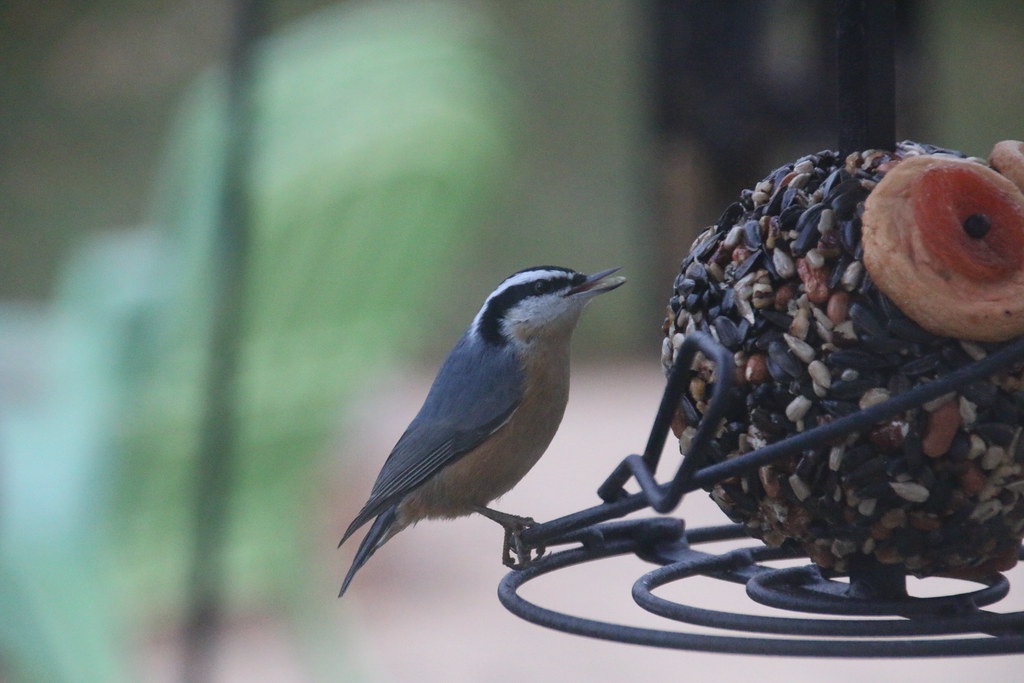 200/365/3122 (December 28, 2016) - Red-breasted Nuthatch at the New Feeder (Saline Michigan) - December 28, 2016