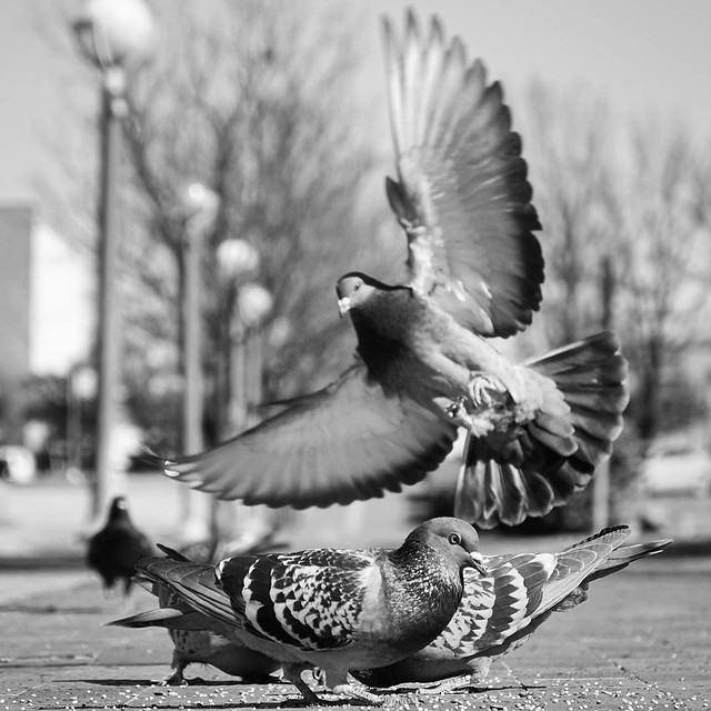 #DailyPigeon 020917 12:33p 1/1600 320 f6.3 #pigeon #pigeons #CityBird #UrbanWildlife #InstaDFW #Dallas #bnw #bw #bnw_society #bnw_captures #blackandwhite #bnw_just #monochrome #bnwphotography #iLikeBirds #pigeonfan #pigeonsofinstagram #pigeonstagram #rock