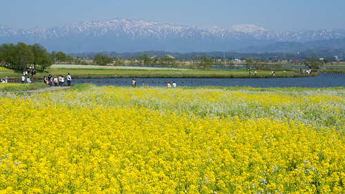flower field yellow japan spring 日本 mustard niigata 花 春 菜の花 新潟