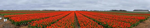 netherlands tulips nederland tulip paysbas noordholland tulpen tulipes bollenveld zijpe bloeiendzijpe bulbsfield bloeiendzijpe2015